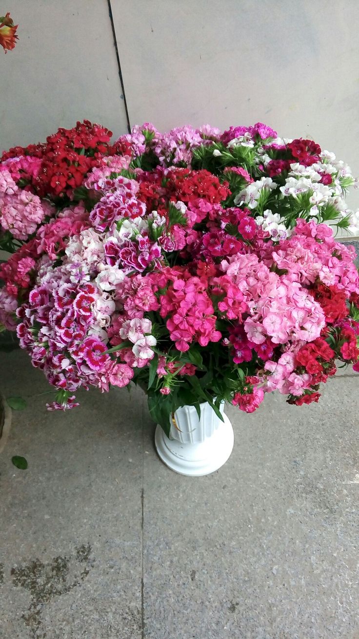 Sweet William
