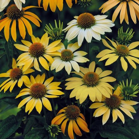 Mellow Yellows Echinacea