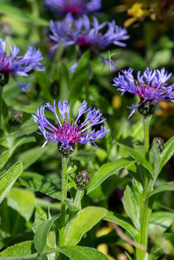Blue Centaurea