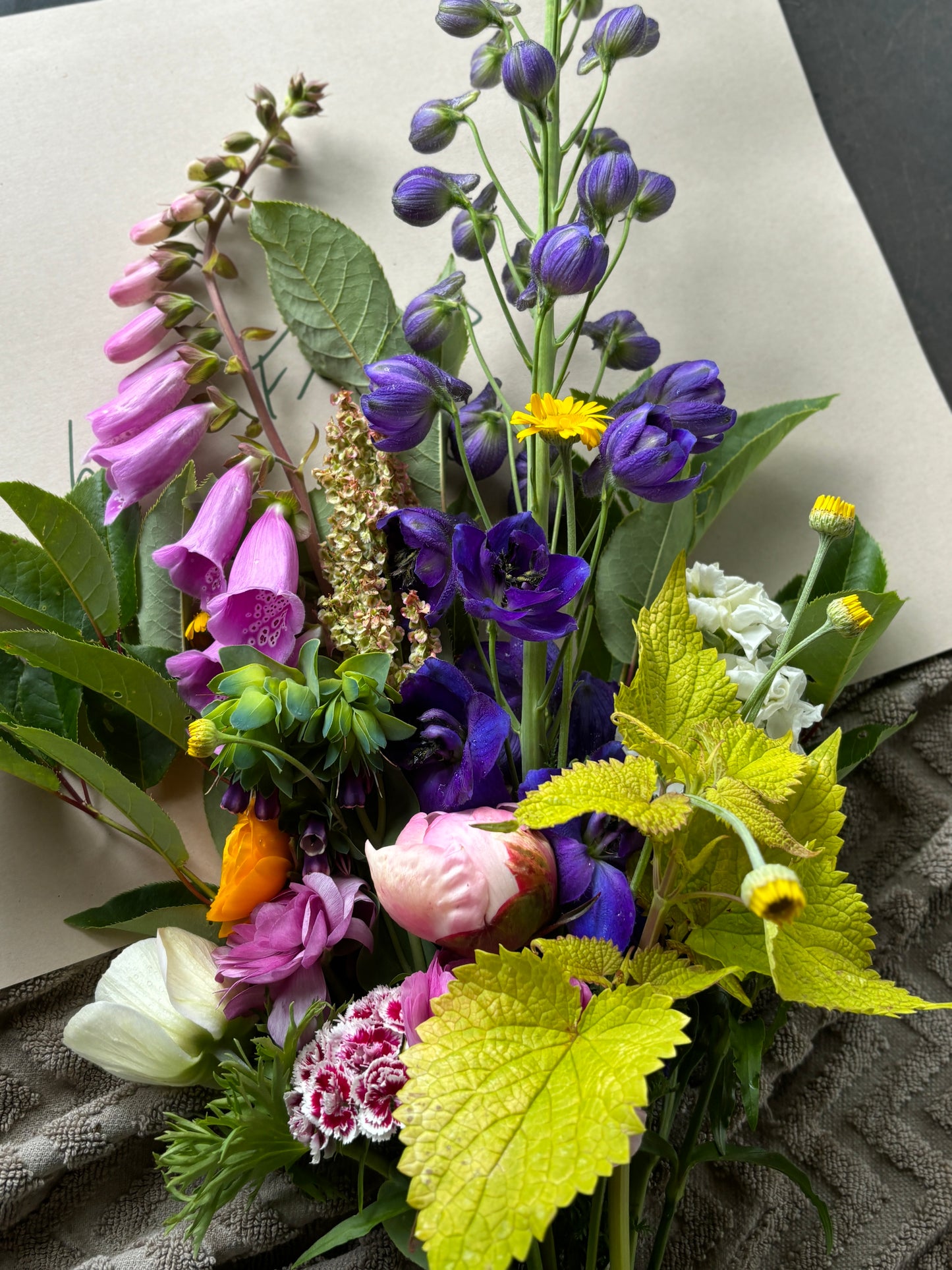 Camelot Series Foxglove