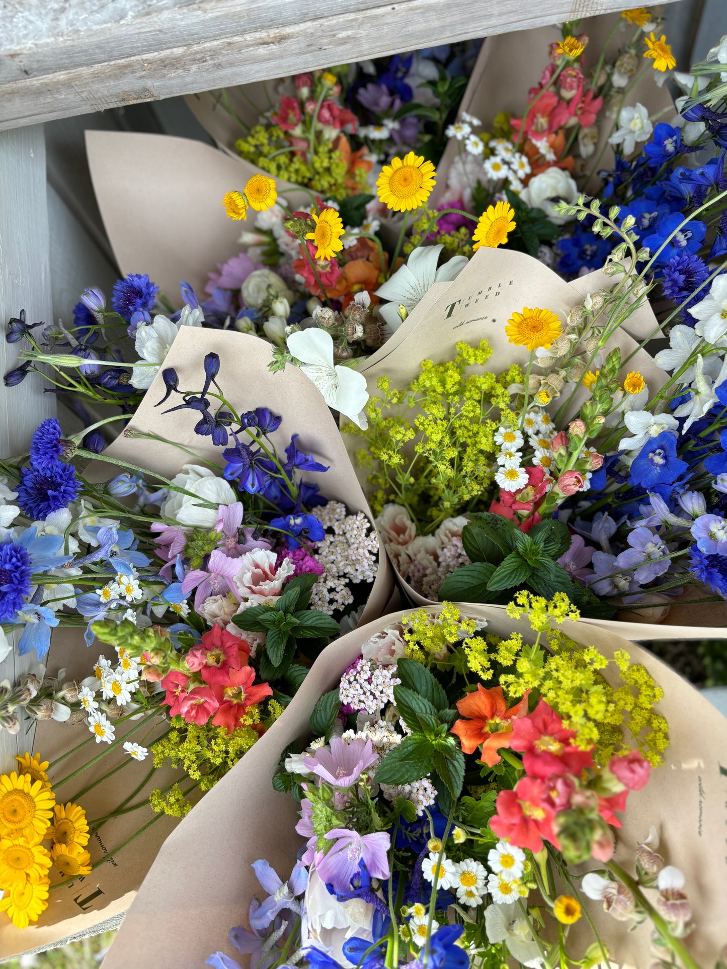 Dyers Chamomile "Kelwayii"