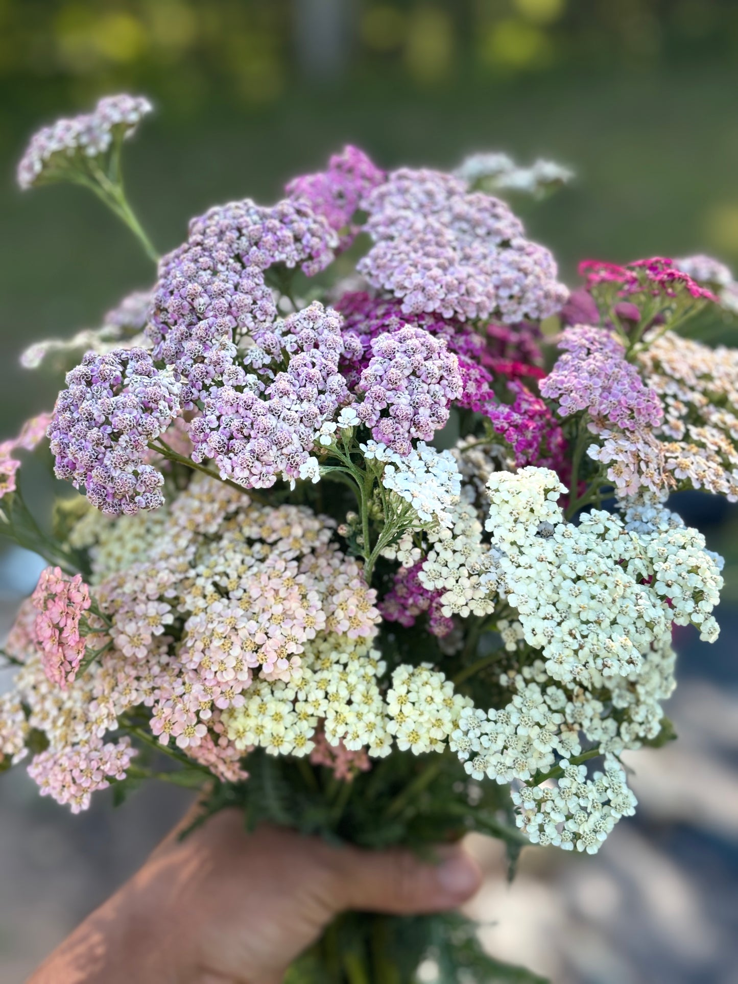 Yarrow Mix