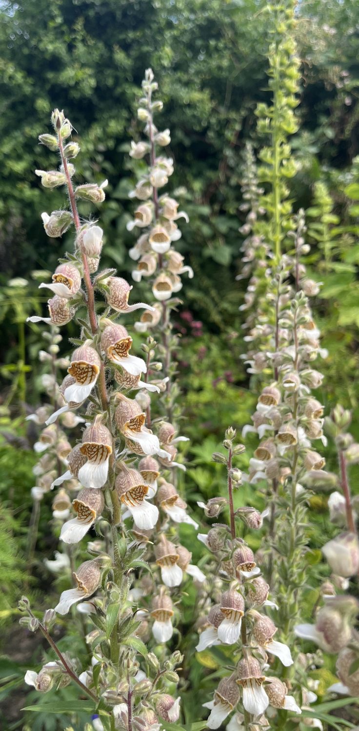 Cafe Creme Foxglove
