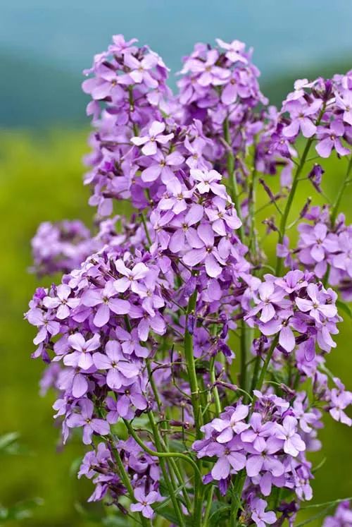 Sweet Rocket Soft Mauve