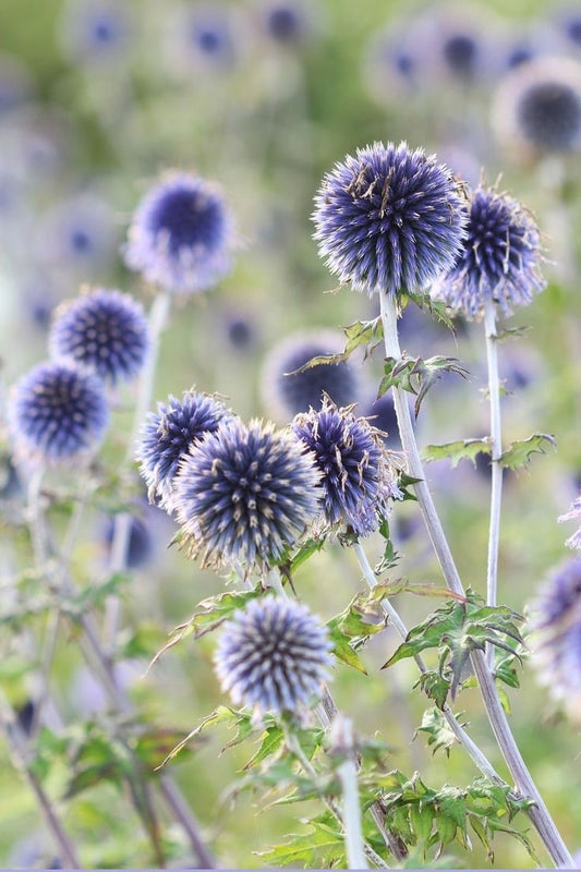 Blue Echinops