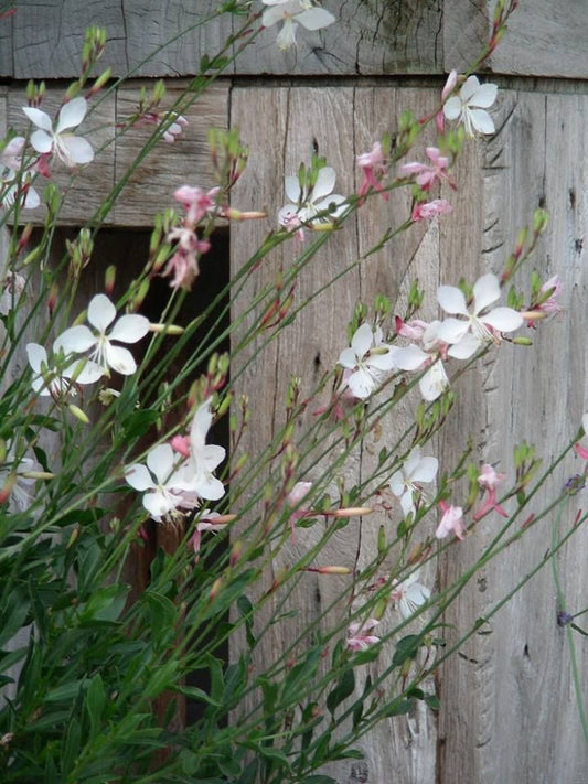 Gaura "The Bride"