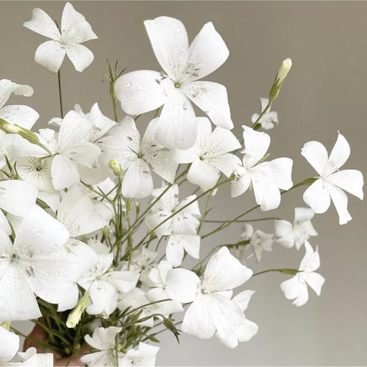 White Corn Cockle "Ocean Pearls"