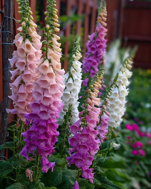 Foxglove Mix