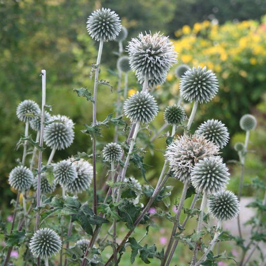 Silver Echinops
