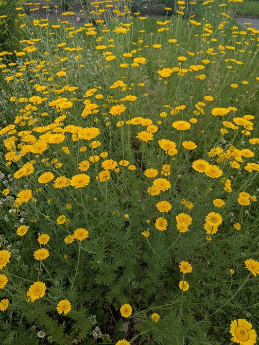 Dyers Chamomile "Kelwayii"