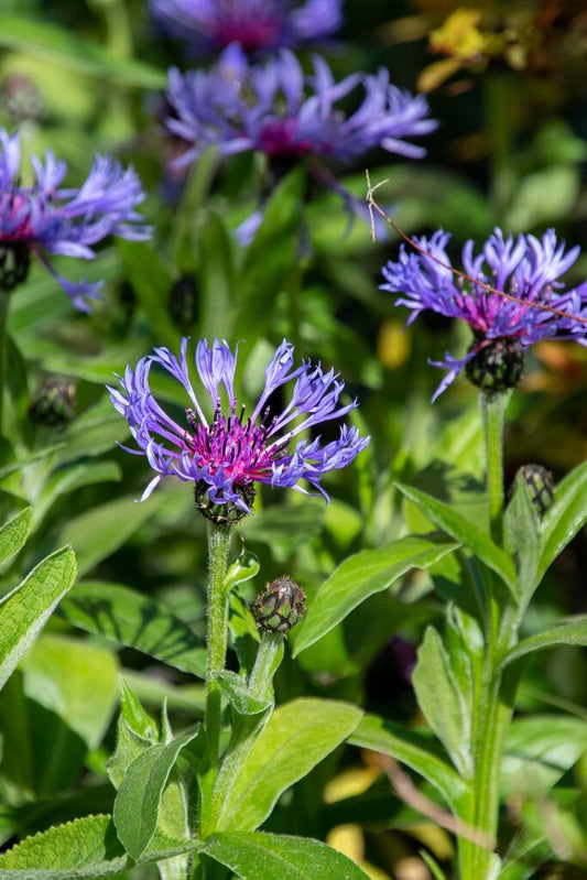 Blue Centaurea