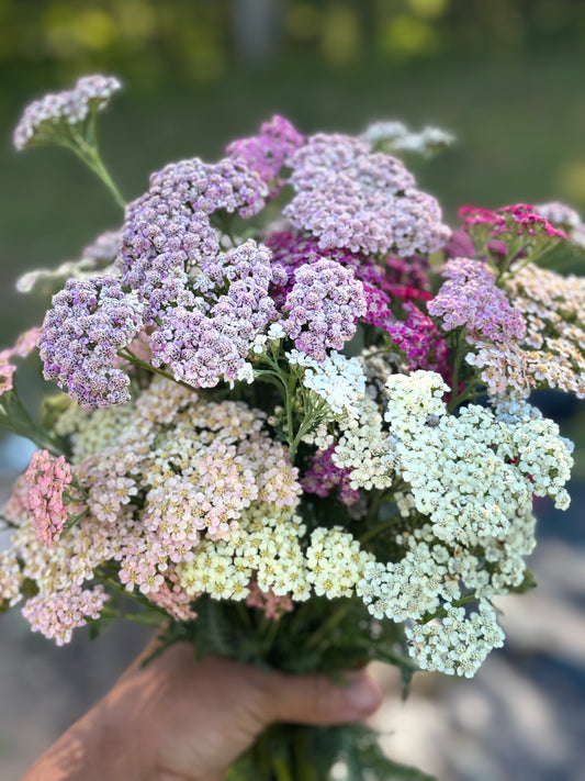 Yarrow Mix