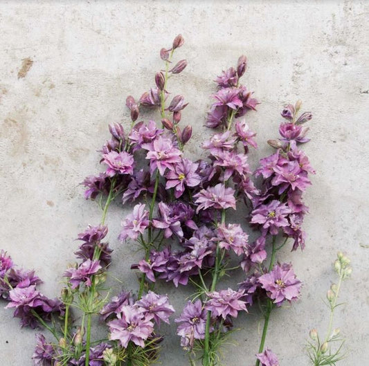 Misty Lavender Larkspur