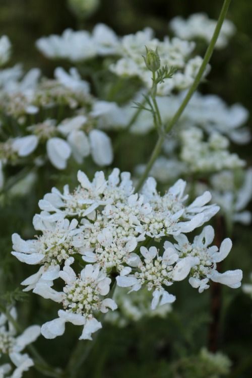 Orlaya White Finch Lace Flower
