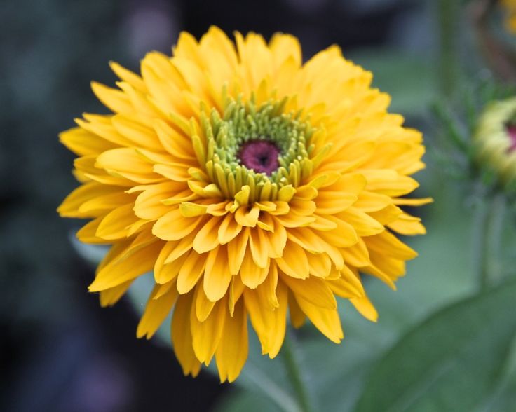 Rudbeckia Maya