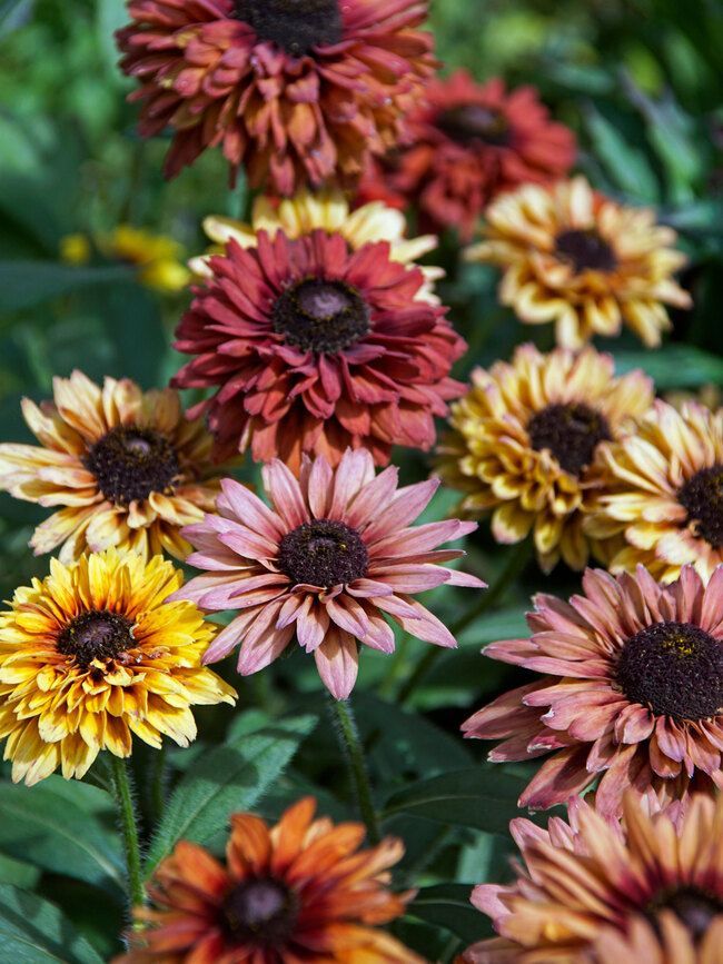 Rudbeckia Sahara