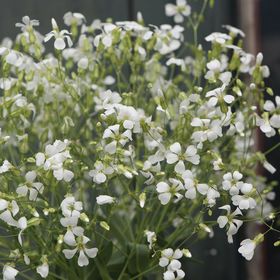 White Sapronaria