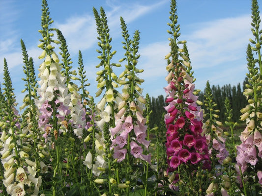 Camelot Series Foxglove